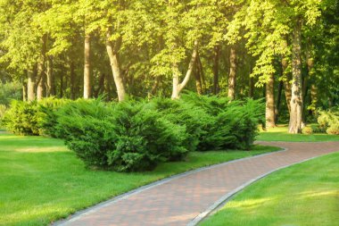 Güzel yeşil park  