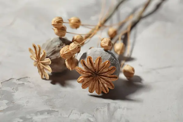 Dried poppy heads — Stock Photo, Image