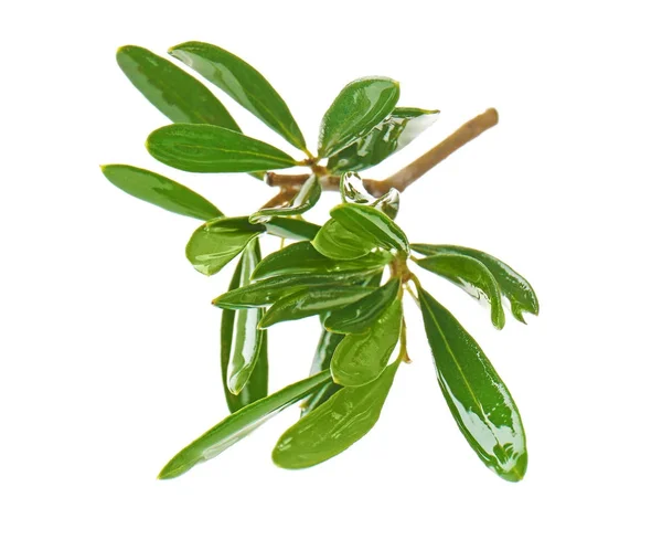 Olive tree branch — Stock Photo, Image