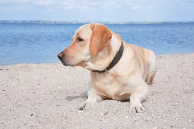 Kumlu nehir kıyısında şirin Labrador geri almak