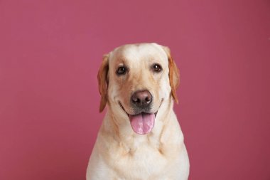 Şirin Labrador geri almak