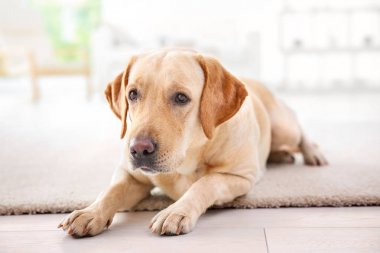 Şirin Labrador geri almak, evde