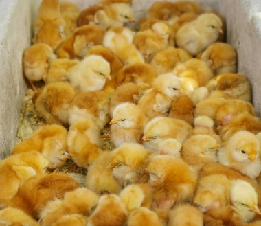 Küçük civciv kuluçka