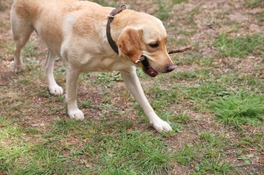 Park şirin Labrador geri almak