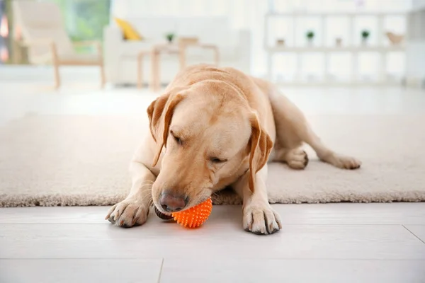 Słodkie Labrador Retriever w domu — Zdjęcie stockowe