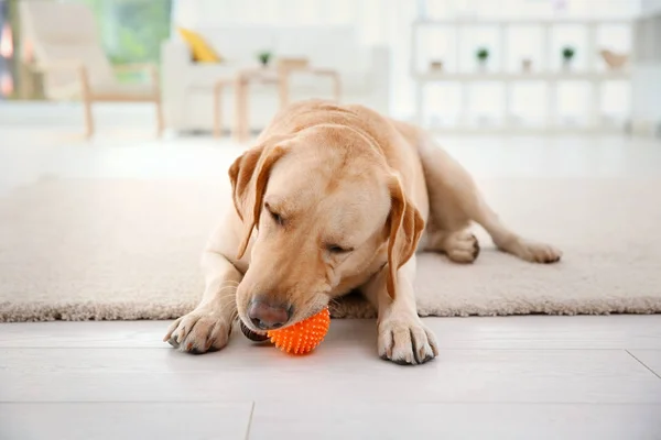 Labrador bonito Retriever em casa — Fotografia de Stock