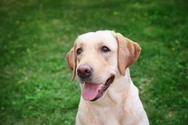 Χαριτωμένο Labrador Retriever στο πάρκο — Φωτογραφία Αρχείου