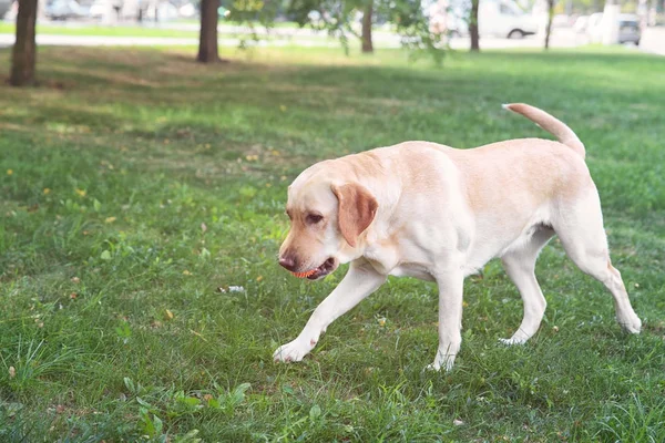 Cute Labrador Retriever dans le parc — Photo