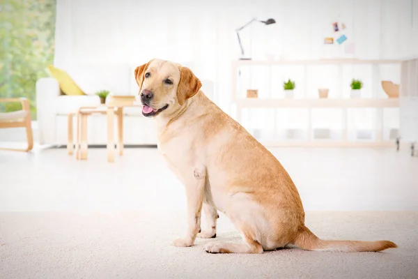 Słodkie Labrador Retriever w domu — Zdjęcie stockowe