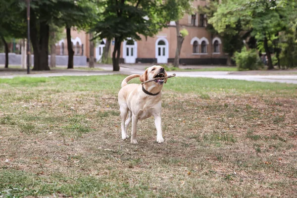 Cute Labrador Retriever in park — Stock Photo, Image