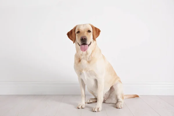 Cute Labrador Retriever — Stockfoto