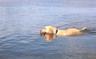 Ahşap sopa ile şirin Labrador geri almak