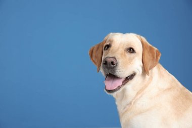 Şirin Labrador geri almak