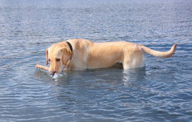Ahşap sopa ile şirin Labrador geri almak