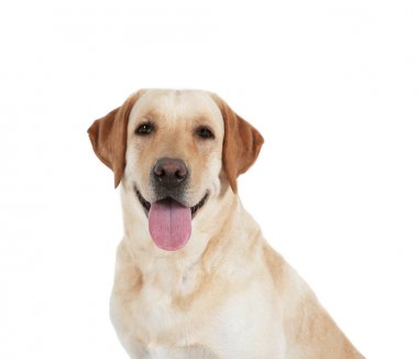 Şirin Labrador geri almak