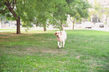 Park şirin Labrador geri almak
