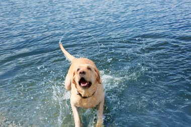 Suda oynak Labrador geri almak