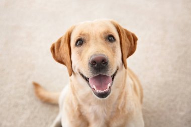 Şirin Labrador geri almak, evde