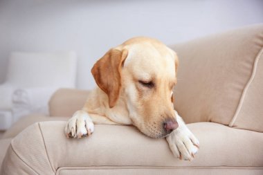 Şirin Labrador geri almak, evde