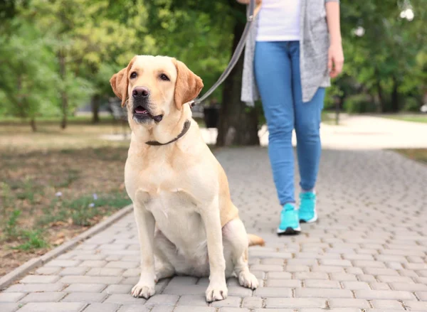 Kobieta spaceru Labrador Retriever — Zdjęcie stockowe