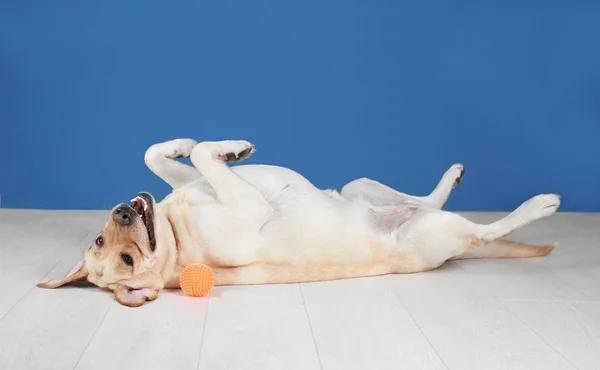 Labrador retriever bonito — Fotografia de Stock