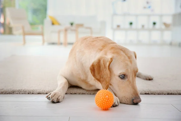 Lindo Labrador Retriever en casa — Foto de Stock