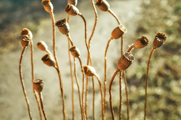 Tohumları ile kuru haşhaş kapsül — Stok fotoğraf