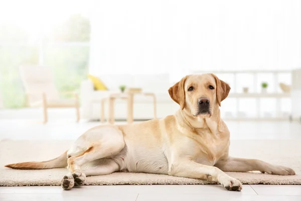 かわいいラブラドル ・ レトリーバー犬自宅 — ストック写真