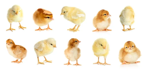 Collage with cute little chickens — 图库照片