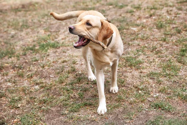 Cute Labrador Retriever dans le parc — Photo