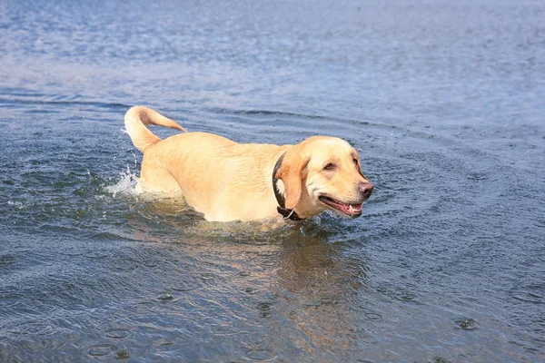 Cute Labrador Récupérateur dans l'eau — Photo