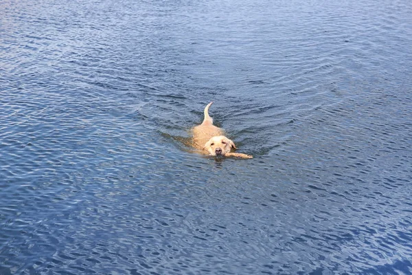 Lindo Labrador Retriever con palo de madera — Foto de Stock