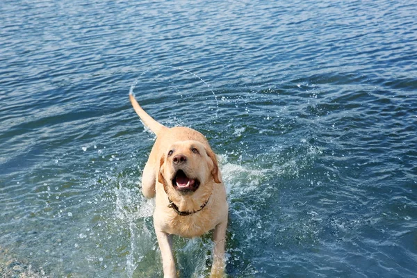 Playful Labrador Retriever in water — Stock Photo, Image