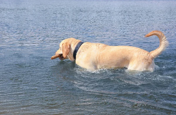 Lindo Labrador Retriever con palo de madera — Foto de Stock