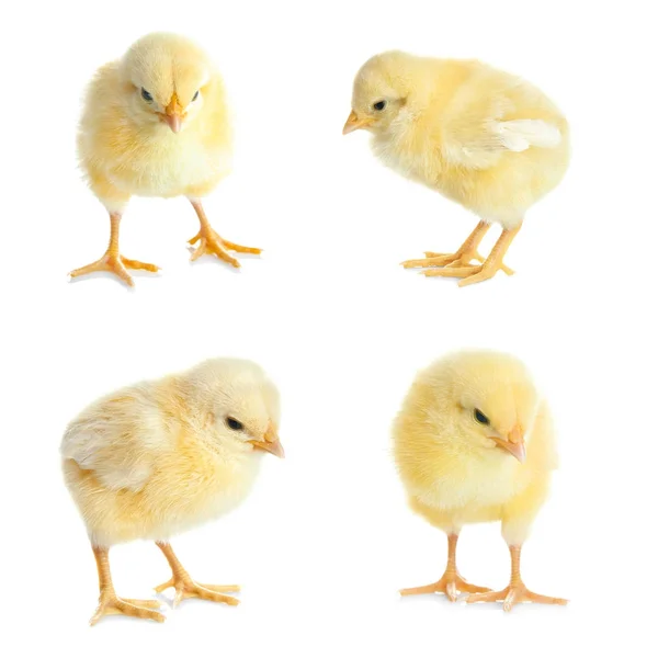 Collage with cute little chickens — Stock Photo, Image