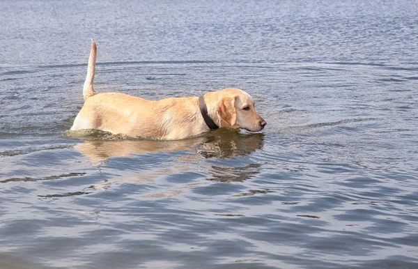 Aranyos Labrador Vizsla a vízben — Stock Fotó