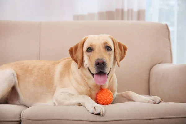 Labrador bonito Retriever em casa — Fotografia de Stock