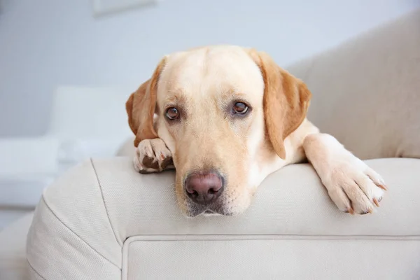 かわいいラブラドル ・ レトリーバー犬自宅 — ストック写真