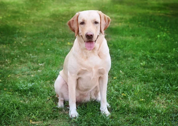 Cute Labrador Retriever dans le parc — Photo