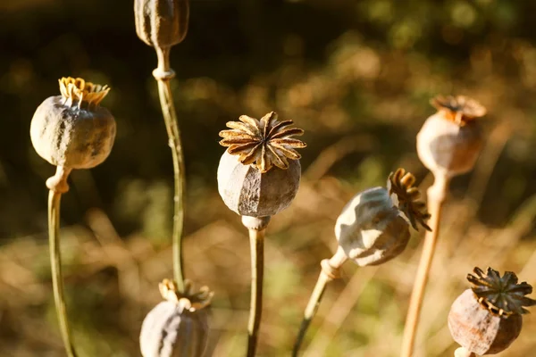 Capsule secche di papavero con semi — Foto Stock