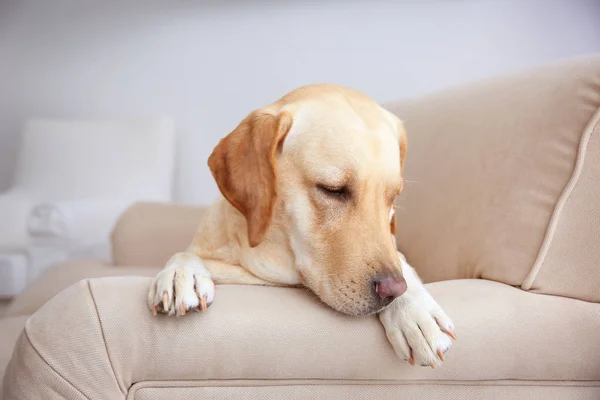 Słodkie Labrador Retriever w domu — Zdjęcie stockowe