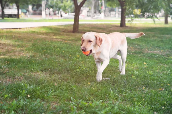 Cute Labrador Retriever in park — Stock Photo, Image