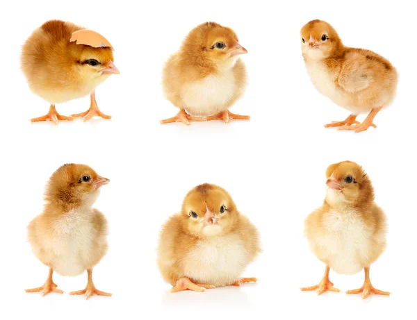 Collage med söta små kycklingar — Stockfoto