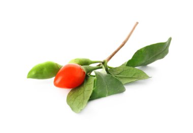 Beyaz arka plan üzerinde goji berry ile dal
