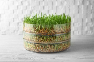 Sprouter with wheat grass on table clipart