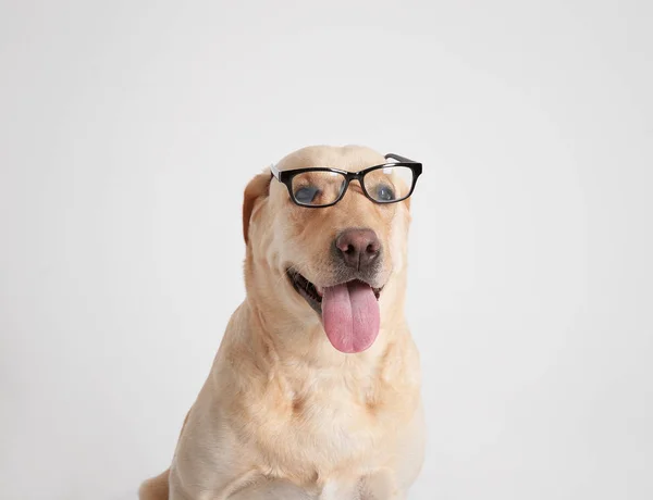 Funny Labrador Retriever with glasses — Stock Photo, Image