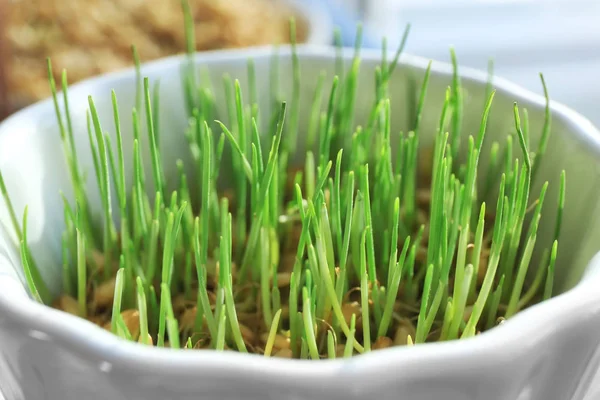 Hierba de trigo verde creciendo en tazón, primer plano — Foto de Stock