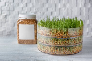 Sprouter with wheat grass on table clipart