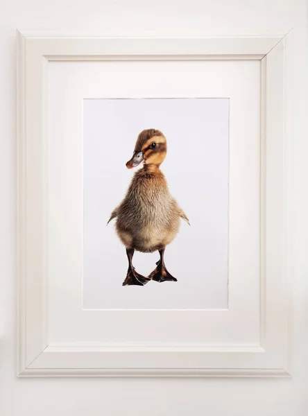 Picture of cute baby duck on white wall