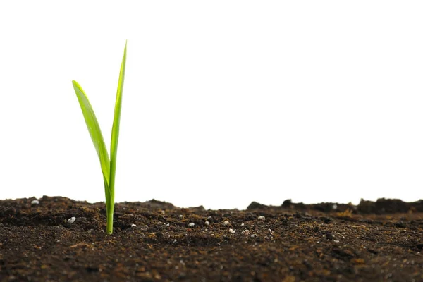 Young green sprout in soil — Stock Photo, Image